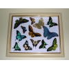 Бабочки, жуки в рамках, купить бабочку, жука в рамке. Коллекция бабочек, жуков, насекомых