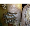Комплект для выращивания грибов вешенка в любых домашних условиях