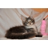 Крупный кистястый котик мейн-кун из питомника