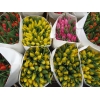 Тюльпаны оптом к 8 марта в Новосибирске 2015
