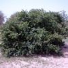 Растительные чаи из Западной Африки. Кинкелиба. Оздоровительная продукция из Зап