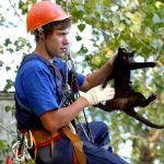 Cнять кошку или квадрокоптер с дерева